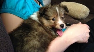 Sheltie Puppy Compilation  Only 6 Weeks Old So Cute [upl. by Frederic451]