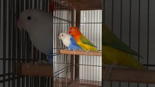 Show Class Opaline Pair viralvideo shorts lovebirds lovesigns [upl. by Aurie206]