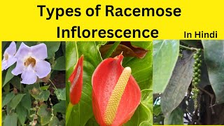 Types of Racemose Inflorescence Racemose Inflorescence characteristics and types [upl. by Ahidam67]