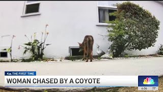 Coyotes appearing and chasing people in urban Los Angeles [upl. by Juliana]