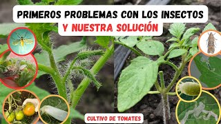 3 Problemas con insectos en este nuevo cultivo de tomates Evítalos [upl. by Aseek]