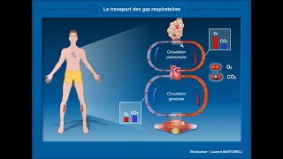 Les échanges gazeux et transport du dioxygène [upl. by Us355]