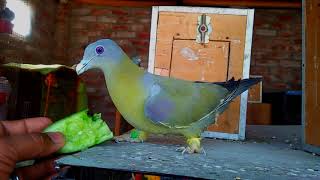 YELLOW FOOTED PIGEON  HERYIAL [upl. by Luciano]