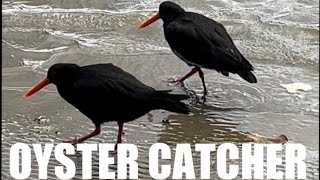 What are OysterCatchers 🦪🐦‍⬛ NewZealand Native birds newzealand birds animals [upl. by Yngad402]