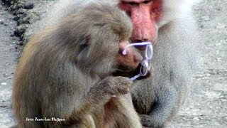 Dierenpark Amersfoort  Baboons on the glasses funny [upl. by Loseff]