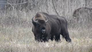 Żubry jesienną porą  Puszcza Białowieska [upl. by Leyla]