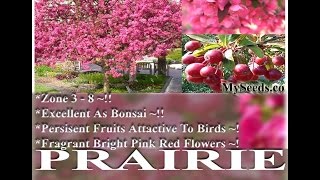 Prairie Fire Crab Apple EXCELLENT BONSAI SPECIMEN Malus prairifire Tree Seeds on wwwMySeedsCo [upl. by Nosnhoj825]