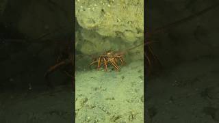 The 2024 California Spiny Lobster Season Opens September 27th at 6pm lobsterfest [upl. by Veron]