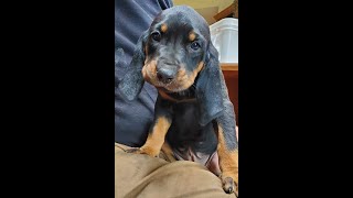 LOVEABLE Black and Tan Coonhound puppy  several available [upl. by Scopp]