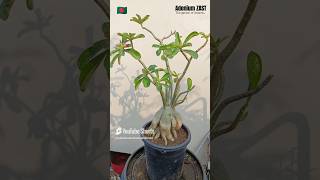 Adenium Obesum bonsai adeniumdesertrose plants adeniumgarden shorts viral bonsaitree garden [upl. by Ojytteb]