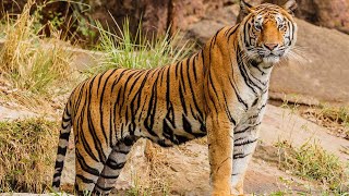 Watch Tiger in Jaipur  Rajasthan Tour  Animals at Jaipur Zoo [upl. by Perrins]