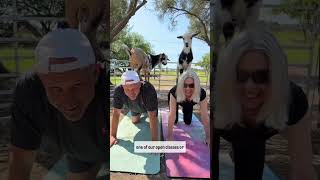 Experience the Joy of GOAT Yoga 🐐✨ goatyoga shorts goats sacramento sacramentolife [upl. by Suryc863]