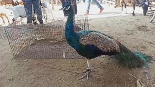 Cabras borregos Nuvia Boer pelibuey katadhin sulfok charol dorper pavo real transmisión en vivo [upl. by Ellesij]