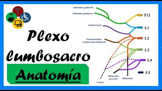 ANATOMIA del plexo LUMBOSACRO  Clases de anatomía [upl. by Nnylidnarb]