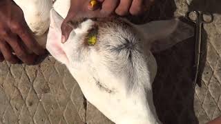 बछड़ों को सींग रोधन  हिंदी में आवाज  Calf Disbudding in Dairy Cattle [upl. by Litch]