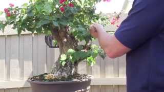 How to Bonsai  Bougainvillea Restyling the Tree [upl. by Arst]