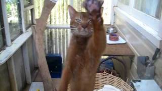 Abyssinian cat gone crazy [upl. by Isabea]