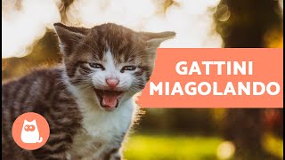 I migliori MIAGOLII di GATTINI🐱 Gatti che miagolano forte [upl. by Ahseia]