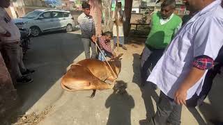 Castration an ox l Burdizzo castrator l castrated by Burdizzo castrator l बधिया करना l dr umar khan [upl. by Trudie]