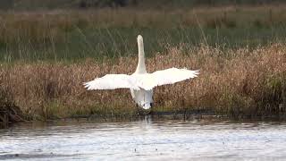 woodland and lochside Birding RSPB Loch Lomond [upl. by Sydel43]