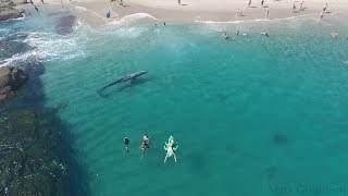 Whale visits beachgoers in Laguna Beach [upl. by Harmonia240]