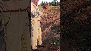 Chacra plantaciones ytshorts paratiiiiiiiiiiiiiiiiiiiiiiii youtubevideo [upl. by Jutta]