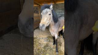 Die WAHRHEIT über Little Spirit 🥹🐴 ViktoriaSarina [upl. by Kauffmann]