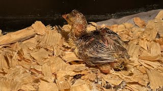 One of our peafowl eggs is hatching [upl. by Alegnatal939]