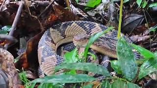 serpiente verrugoso matabuey surucucú cascabel muda Lachesis muta [upl. by Raye985]