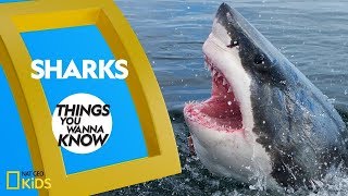 Cool Facts About Sharks  Things You Wanna Know [upl. by Rafaj]