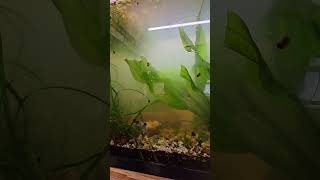 Albino corydoras eggs [upl. by Francis]