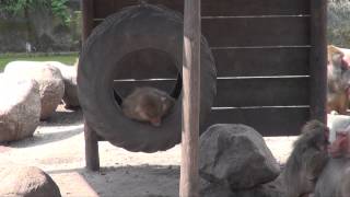 DierenPark Amersfoort 2014 Mantelbavianen Part 2 [upl. by Aklim]