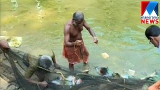 Fish harvest in Kothamangalam Varappetty  Manorama News [upl. by Suhploda729]