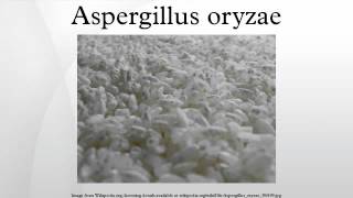 Aspergillus oryzae [upl. by Idnat689]