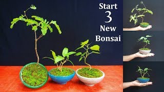 How to Start Bonsai  Starting Three New Bonsai Trees amp care for Beginners  GREEN PLANTS [upl. by Leur]