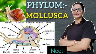 Phylum  Mollusca part 2 [upl. by Hctim]