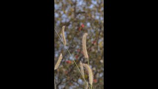 Blue grama grass Bouteloua gracilis Shorts [upl. by Suki987]