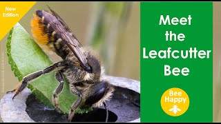 Meet the Leafcutter Bee  NEW edition [upl. by Ellennahs576]