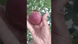 Mangosteen from tree freshh mangosteen trees farming [upl. by Igenia]