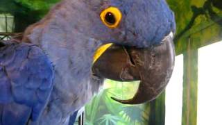 Tara Talk  Hyacinth Macaw Chitchat [upl. by Ditter]