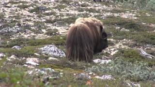 Neil Summers shoots a big old muskox bull [upl. by Yttocs]