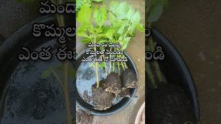 Easy to grow hibiscus plant from cuttings youtubeshorts shorts shortsyoutube hibiscus [upl. by Belia]