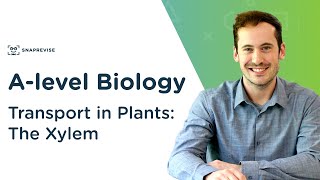 Transport in Plants The Xylem  Alevel Biology  OCR AQA Edexcel [upl. by Cantu396]