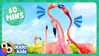 60 Minutes Of The Coolest Animals On Earth  Dodo Kids  Animal Videos For Kids [upl. by Suoivatnod]