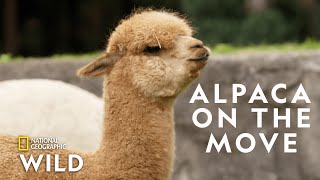 Alpaca Herd Goes for a Walk  Secrets of the Zoo Down Under [upl. by Eixela]