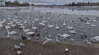 Birds at Tjörnin in Reykjavik [upl. by Amanda]