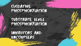 Oxidative phosphorylation  Substrate level phosphorylation  Inhibitors and Uncouplers [upl. by Eleira]