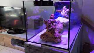 Aquascaping reef tank Aquarium recifal 330l [upl. by Deth6]