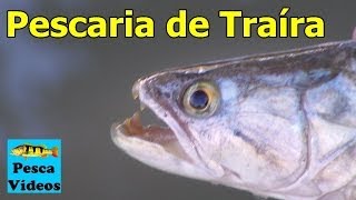 Pescaria de Traíra com Isca Artificial e Pintado na minhoca  Pesca Vídeos [upl. by Bruner]