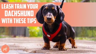 How to Leash Train Your Dachshund 6 Tips That Can HELP you Get Over The Line [upl. by Urbano]